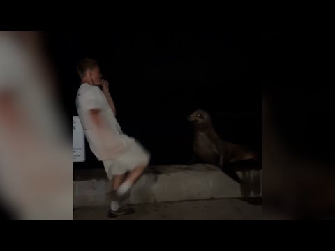 San Diego man pleads guilty to attacking protected sea lion — YouTube video thumbnail