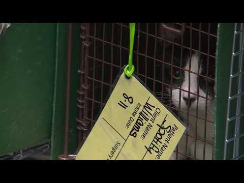 Advocates push for increased Jacksonville community cat spay and neuter funding — YouTube video thumbnail