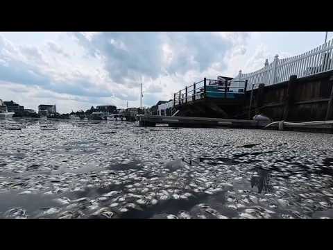 Fish die-off causes stinky problem on the Jersey Shore | NBC New York — YouTube video thumbnail