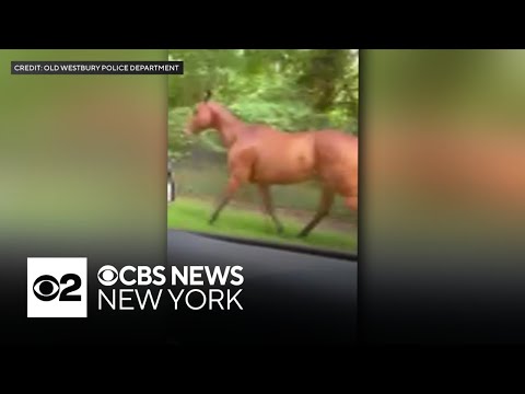 Old Westbury Police help catch loose horse along LIE service road — YouTube video thumbnail