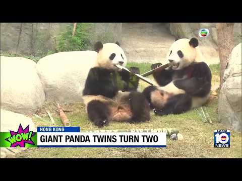 Giant panda twins in Hong Kong turn 2 — YouTube video thumbnail